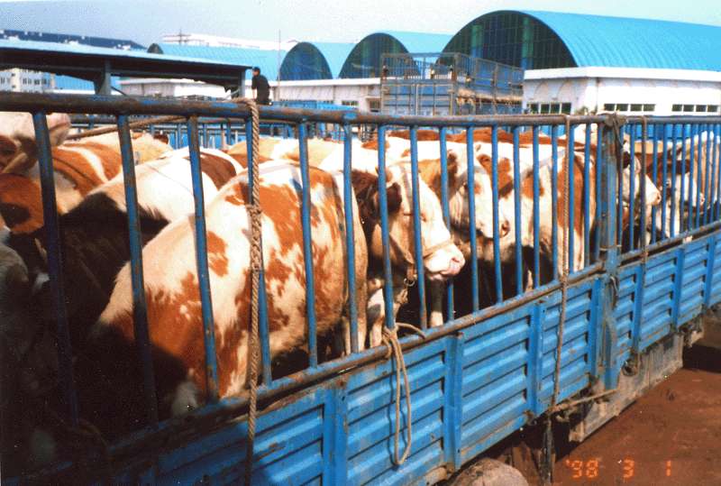 关于 从加拿大邮寄奶粉到中国 加拿大到上海快